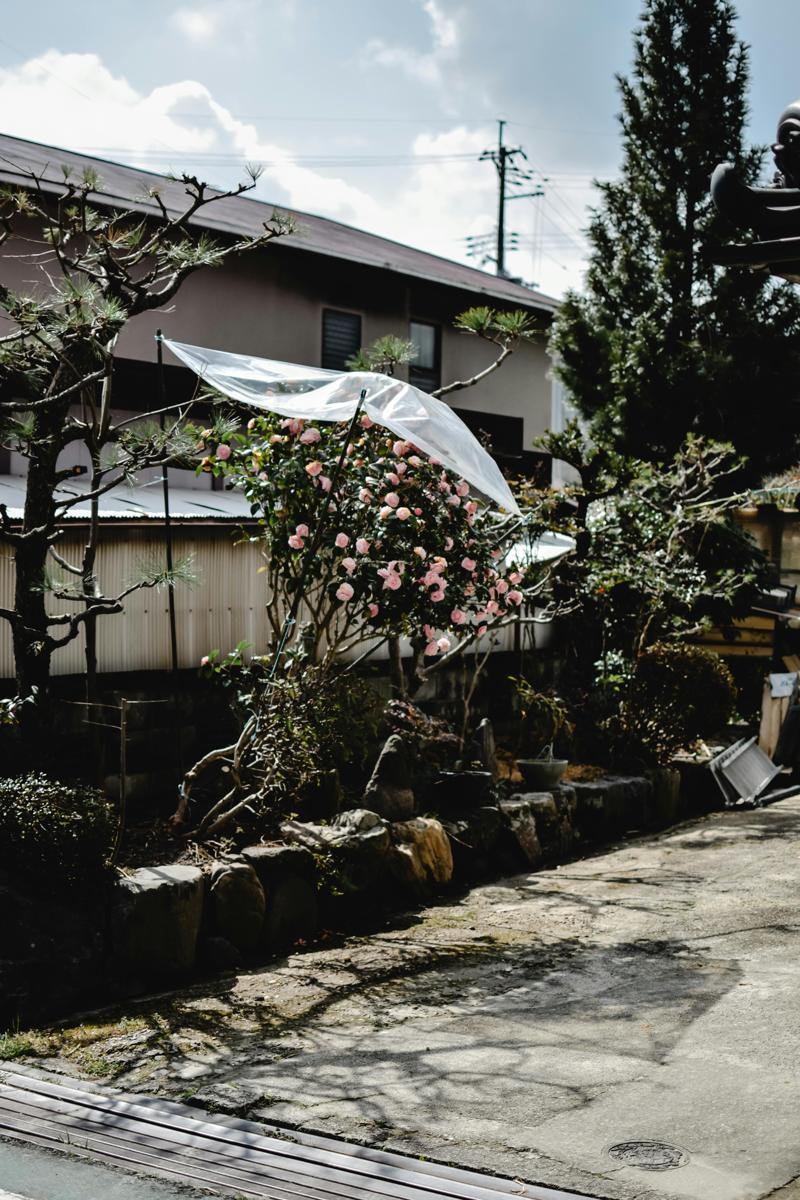 landscaped garden